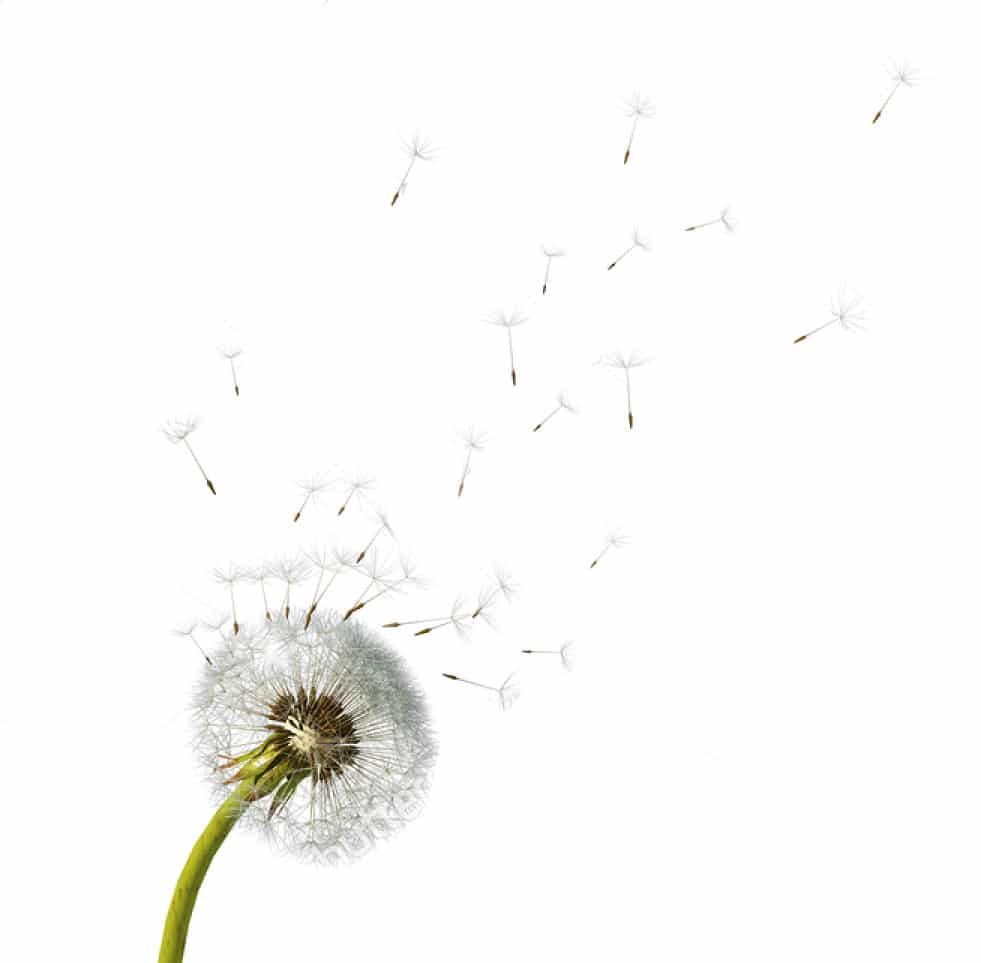 stock photo dandelion close up of dandelion spores blowing away blue sky background isolated flower